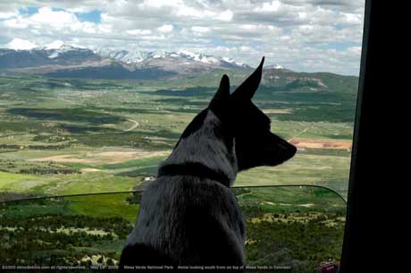My rat terrier, Annie, checking out the view from the top of Mesa Verde Nat'l Park.
